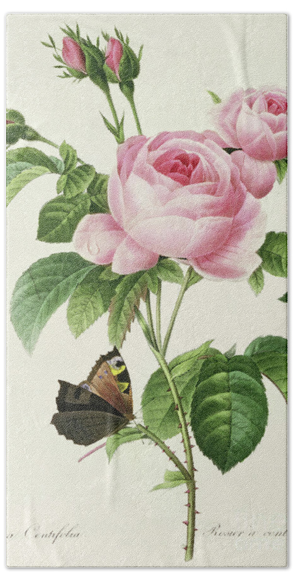 Redoute Hand Towel featuring the painting Rosa Centifolia vintage Botanical Print by Redoute by Pierre Joseph Redoute