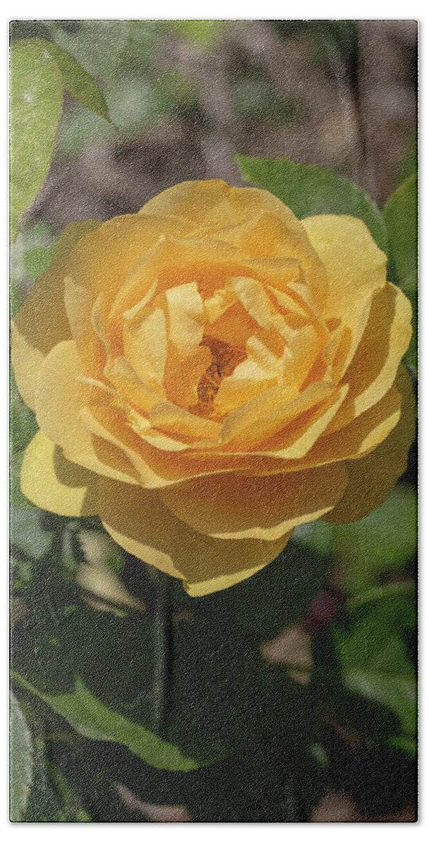 Rose Hand Towel featuring the photograph Rosa Golden Fairy Tale by Dawn Cavalieri