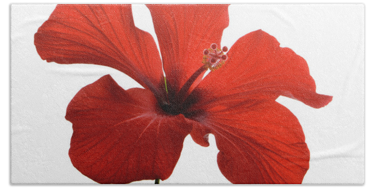 Hibiscus Bath Towel featuring the photograph Rosa Sinensis by Terence Davis