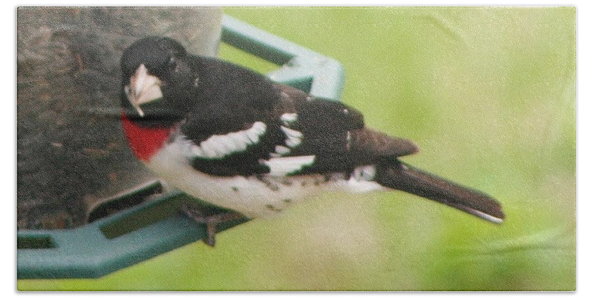 Bird Bath Towel featuring the photograph Rose Breasted Grosbeak by Barbara S Nickerson