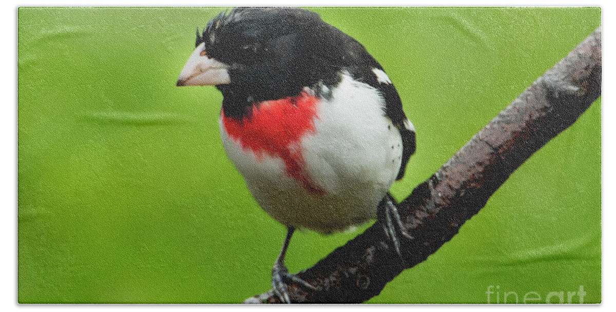 Rose Bath Towel featuring the photograph Rose Breasted Grosbeak by Sandra J's