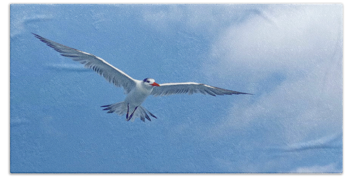 Royal Tern Bath Towel featuring the photograph Royal Tern In Flight Against Blue Sky by Lyuba Filatova