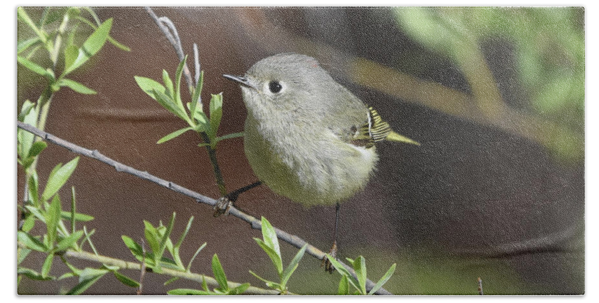 Bird Bath Towel featuring the photograph Ruby-Crowned Kinglet by Ben Foster