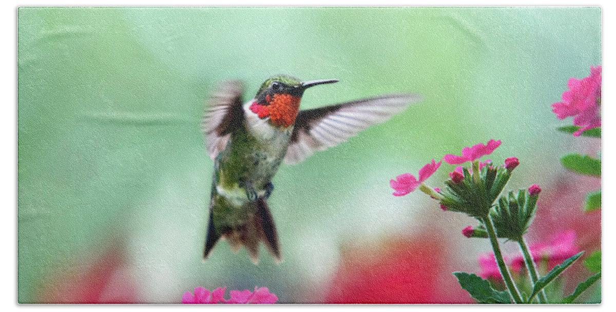 Hummingbird Bath Sheet featuring the photograph Ruby Garden Jewel by Christina Rollo