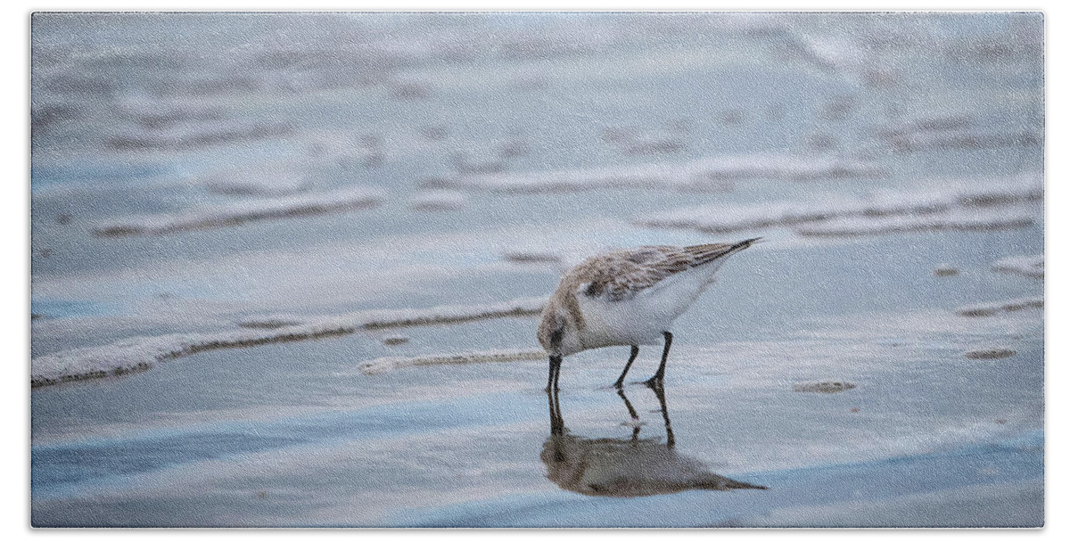 Bird Hand Towel featuring the photograph Sanderling Foraging by Jeff Phillippi