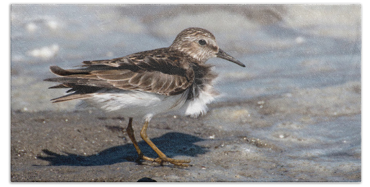 Sandpiper Bath Towel featuring the photograph Sandpiper at Tidal Pool by William Selander
