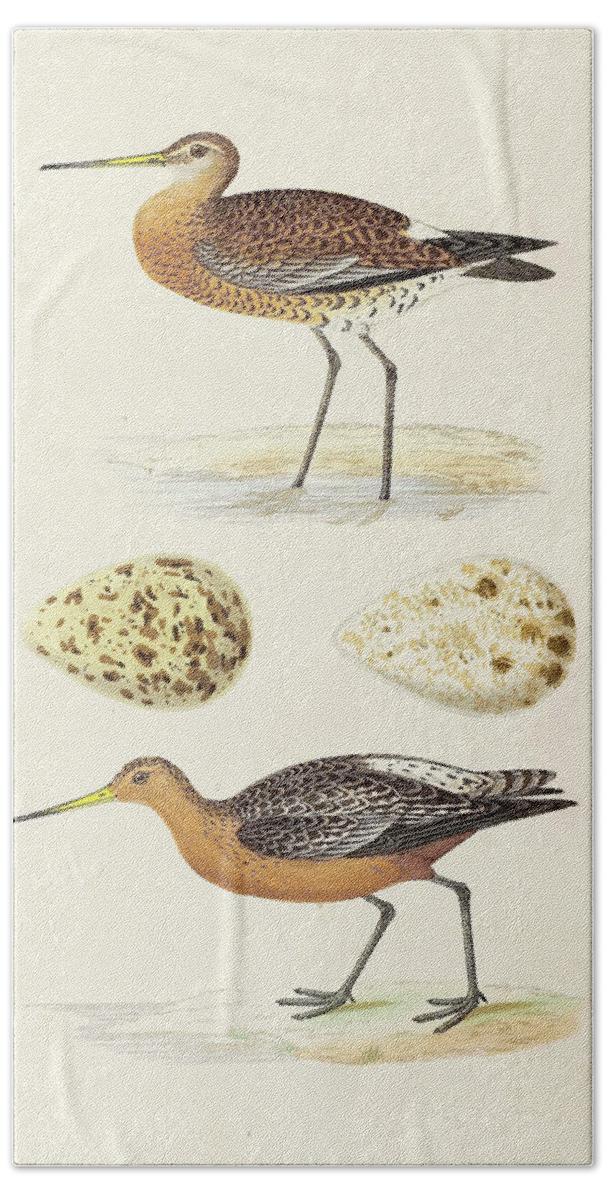 Coastal Hand Towel featuring the painting Sandpipers & Eggs Iv by Morris