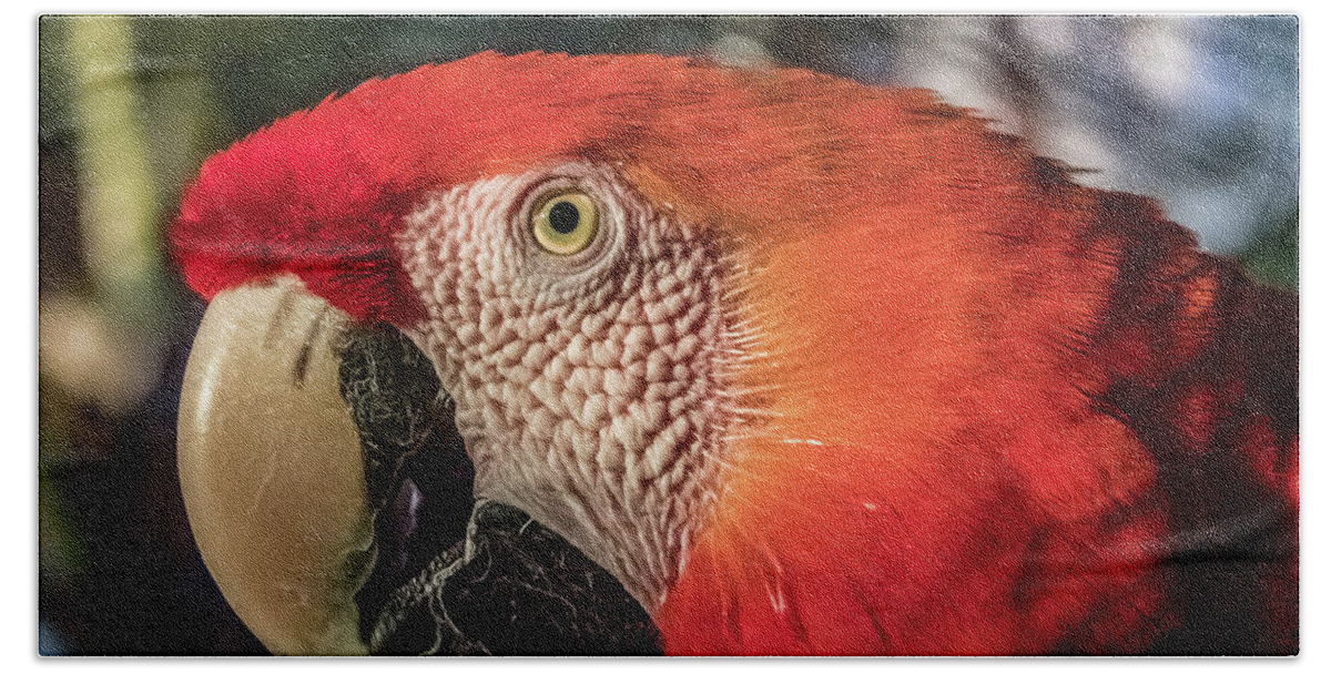 Macaw Hand Towel featuring the photograph Scarlet macaw portrait by Lyl Dil Creations