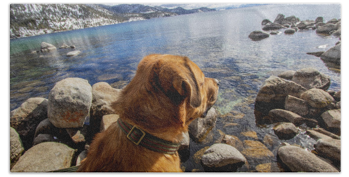 Dog Lake Tahoe Water Bath Towel featuring the photograph Schroeder on Lake Tahoe by Rocco Silvestri