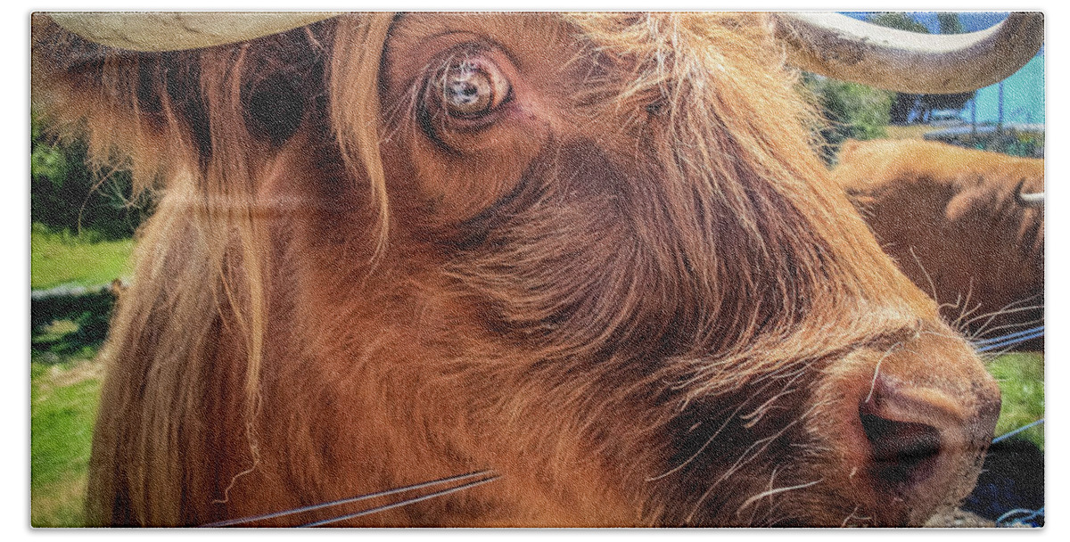 Animal Bath Towel featuring the photograph Scottish highland cow portrait by Lyl Dil Creations