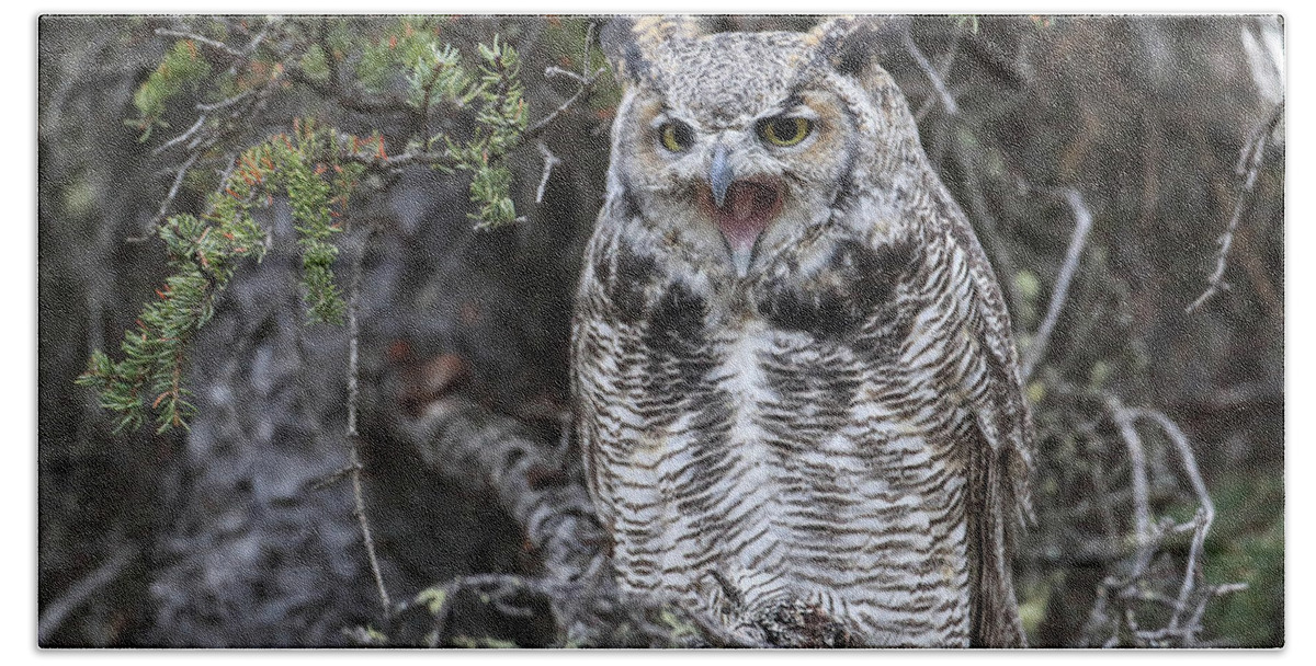 Great Horned Owl Bath Towel featuring the photograph Screeching Great Horned Owl by Sam Amato