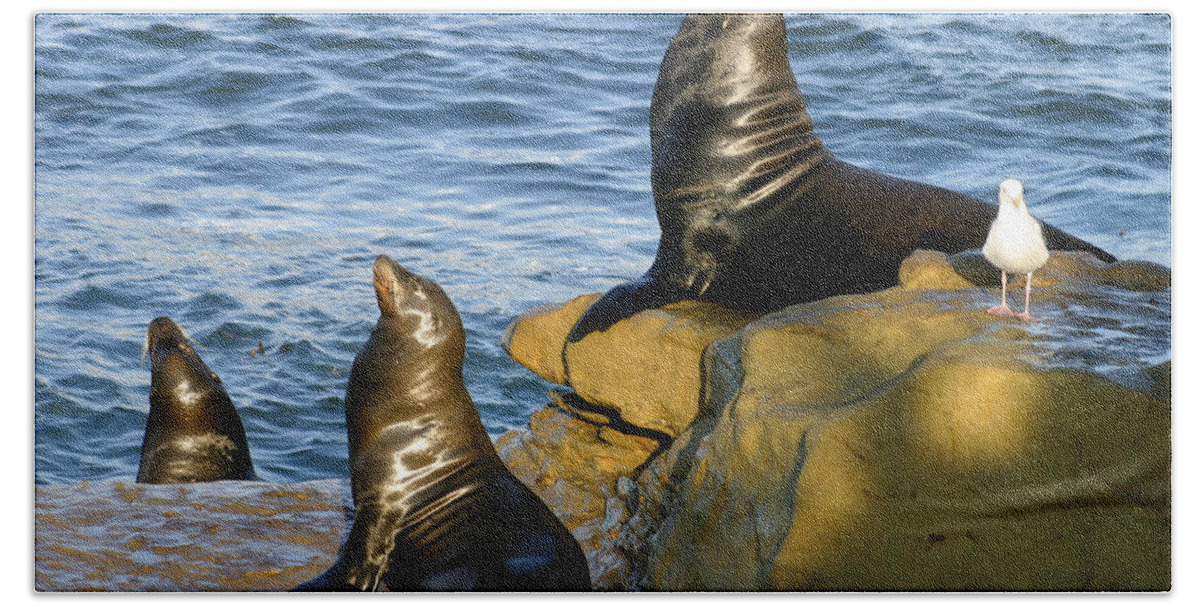 Sea Lions Hand Towel featuring the photograph Sea Lion Rock by Anthony Jones