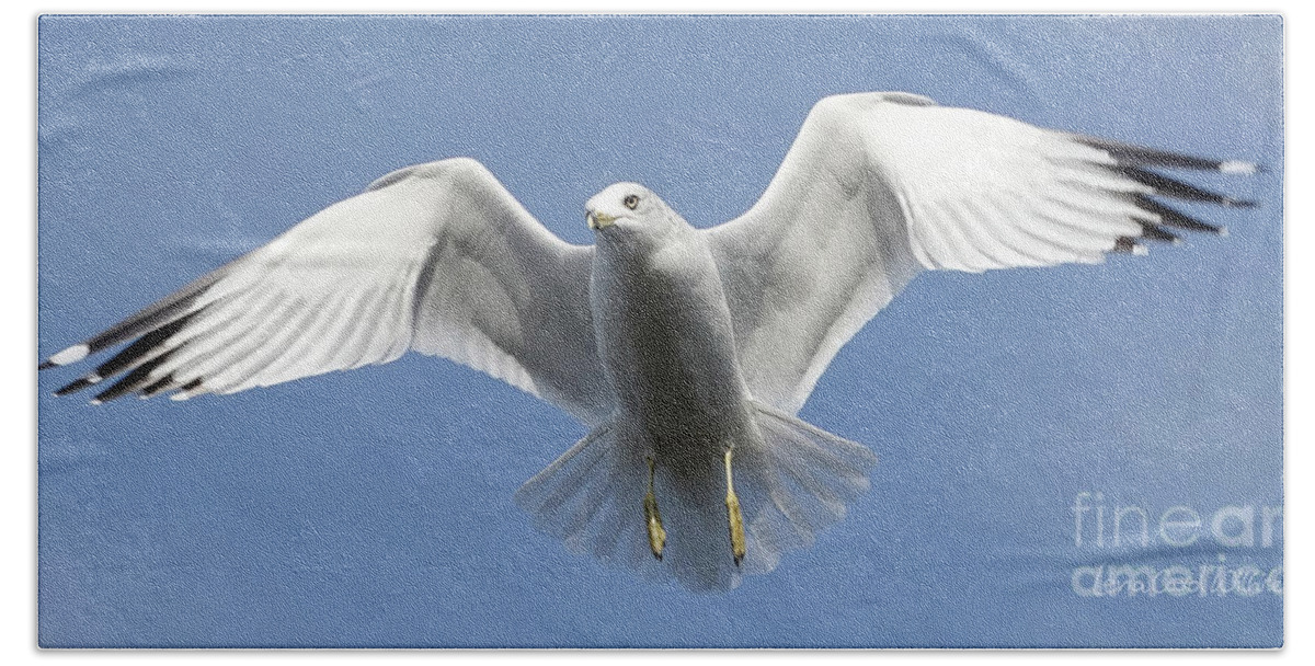Seagull Hand Towel featuring the photograph Seagull in Flight by Lena Wilhite