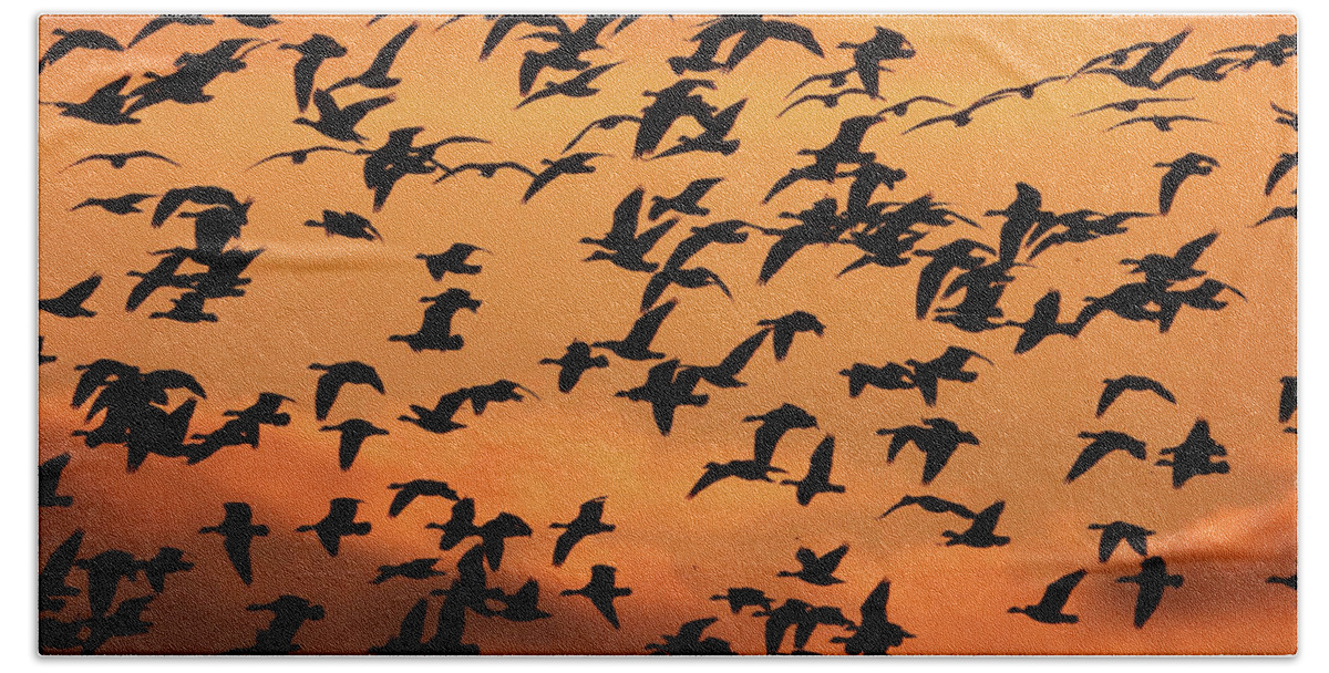 Canadian Geese Bath Towel featuring the photograph Seasonal Migration by Scott Cameron