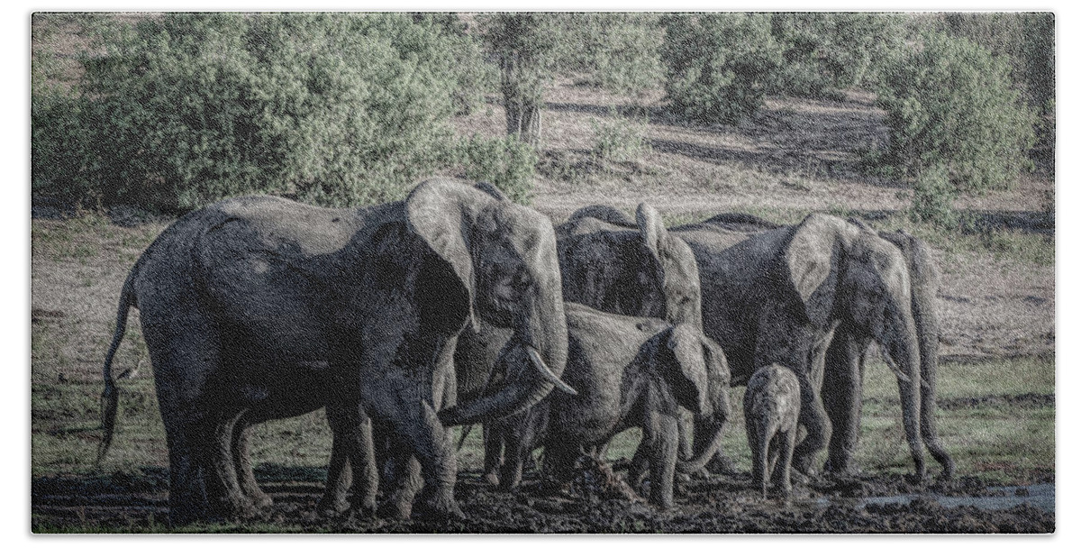 Elephant Bath Towel featuring the digital art Shades of the Chobe by Douglas Wielfaert