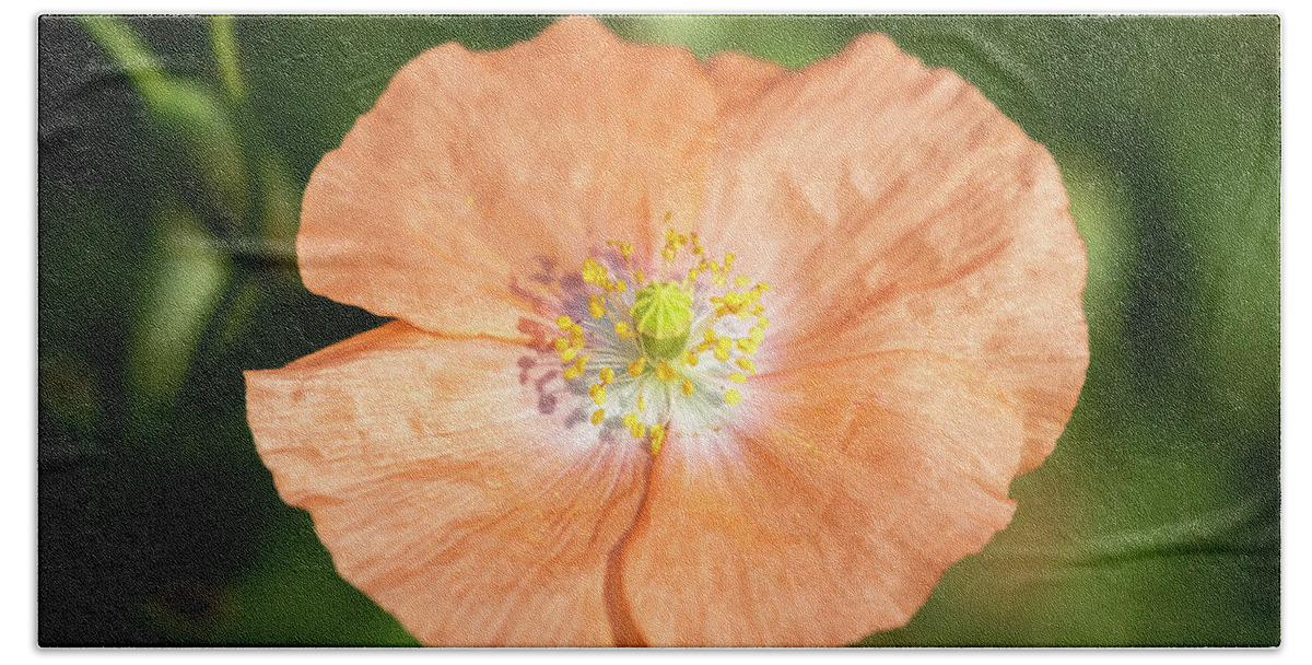 Shirley Poppy Bath Towel featuring the photograph Shirley Poppy 2018-17 by Thomas Young