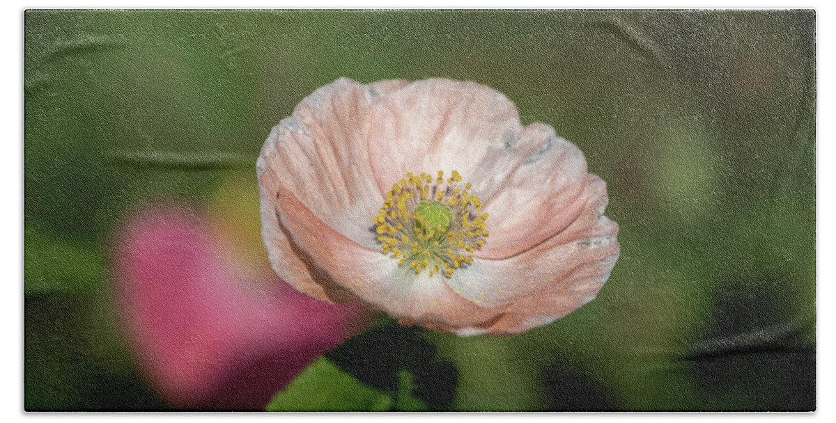  Bath Towel featuring the photograph Shirley Poppy 2019-2 by Thomas Young
