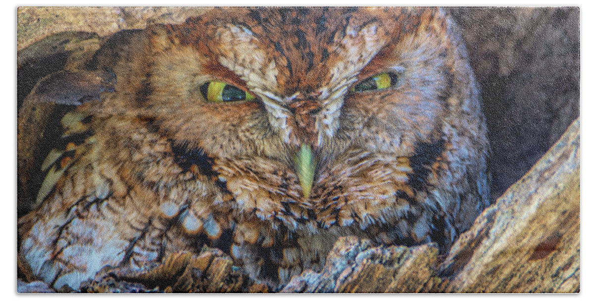 Eastern Screech Owl Hand Towel featuring the photograph Shy Screech Owl by Douglas Wielfaert