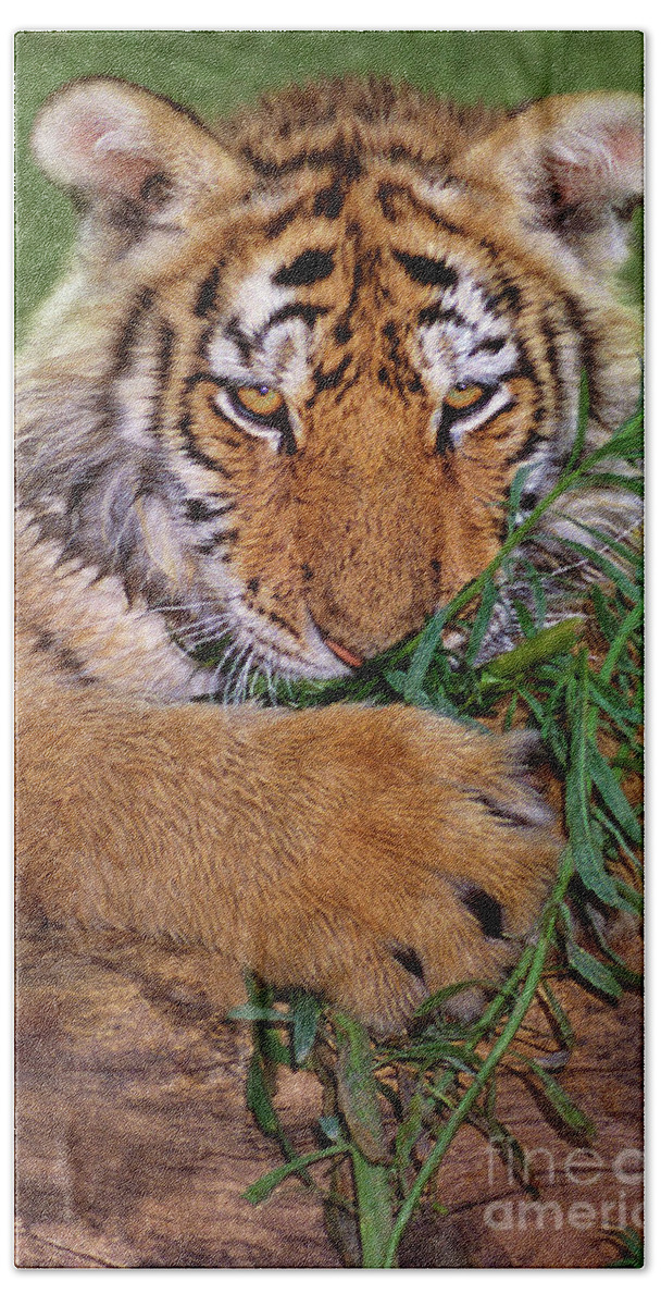 Siberian Tiger Bath Towel featuring the photograph Siberian Tiger Cub Endangered Species Wildlife Rescue by Dave Welling