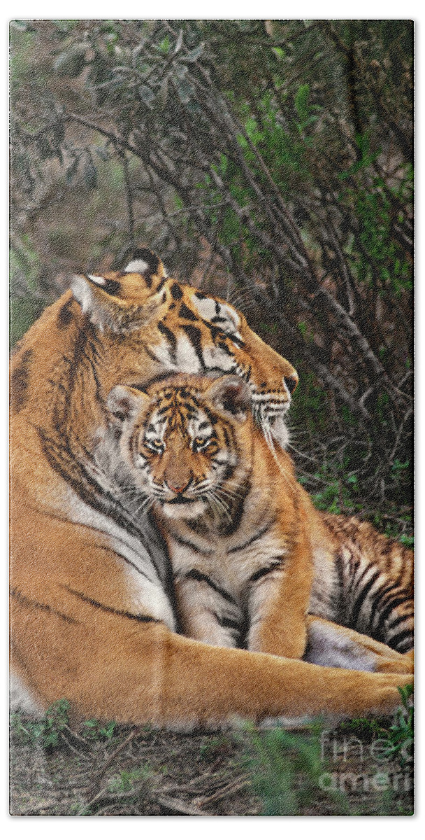 Siberian Tiger Bath Towel featuring the photograph Siberian Tiger Mother and Cub Endangered Species Wildlife Rescue by Dave Welling