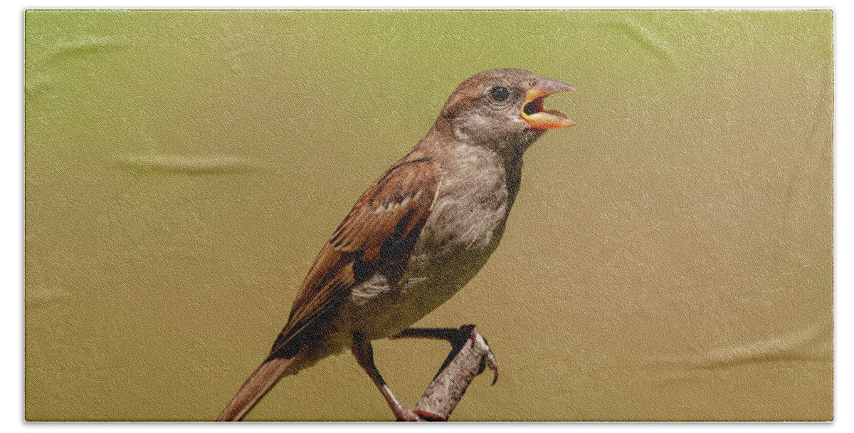 Songbird Bath Towel featuring the photograph Singing Song Bird by Cathy Kovarik