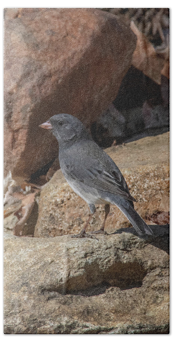 Nature Hand Towel featuring the photograph Slate-colored Junco DSB0339 by Gerry Gantt