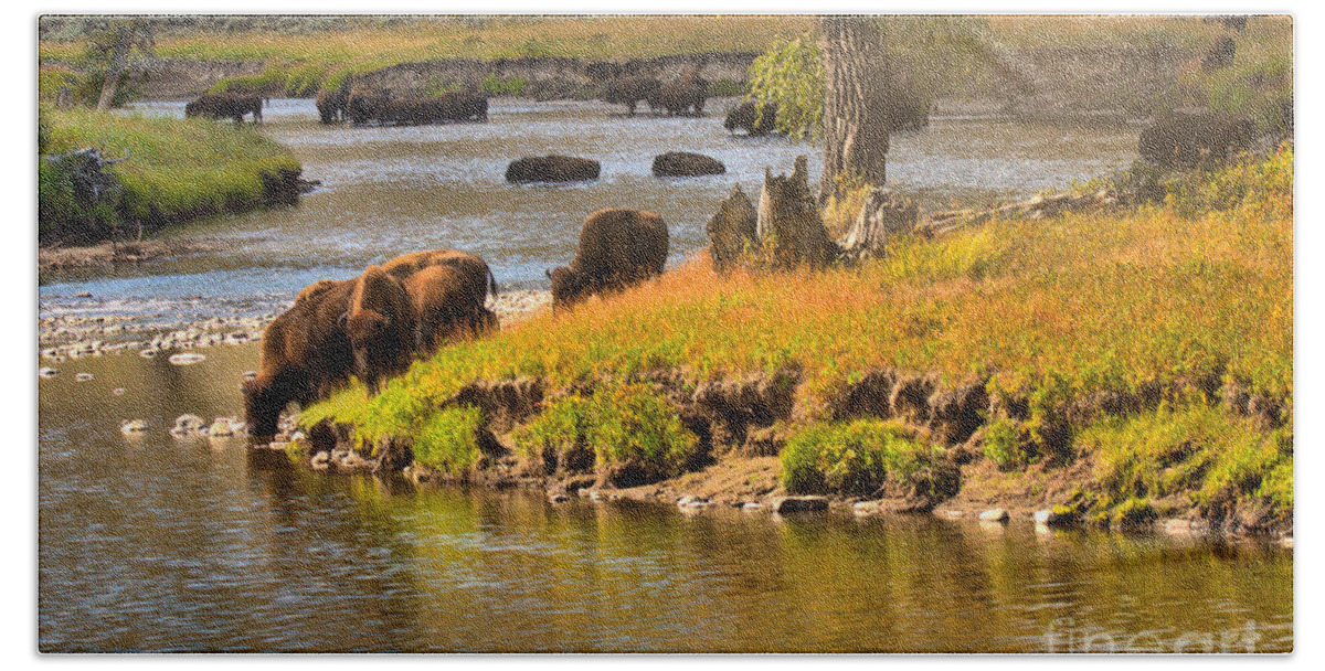 Bison Bath Towel featuring the photograph Slough Creek Bison Picnic by Adam Jewell