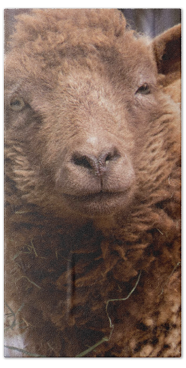 Sheep Bath Towel featuring the photograph Smirking Sheep by Christy Garavetto