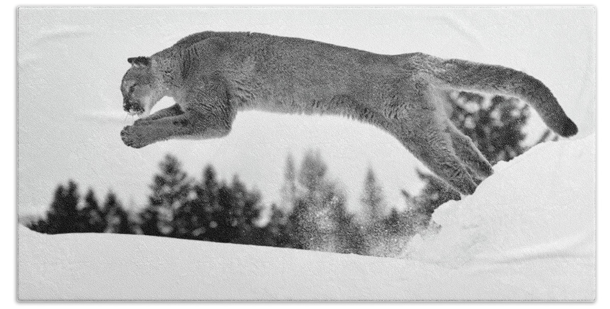 Cougar Bath Towel featuring the photograph Snow Diving by Art Cole