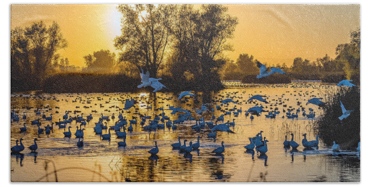 Gray Lodge Wildlife Area Hand Towel featuring the photograph Snow Geese by Mike Ronnebeck