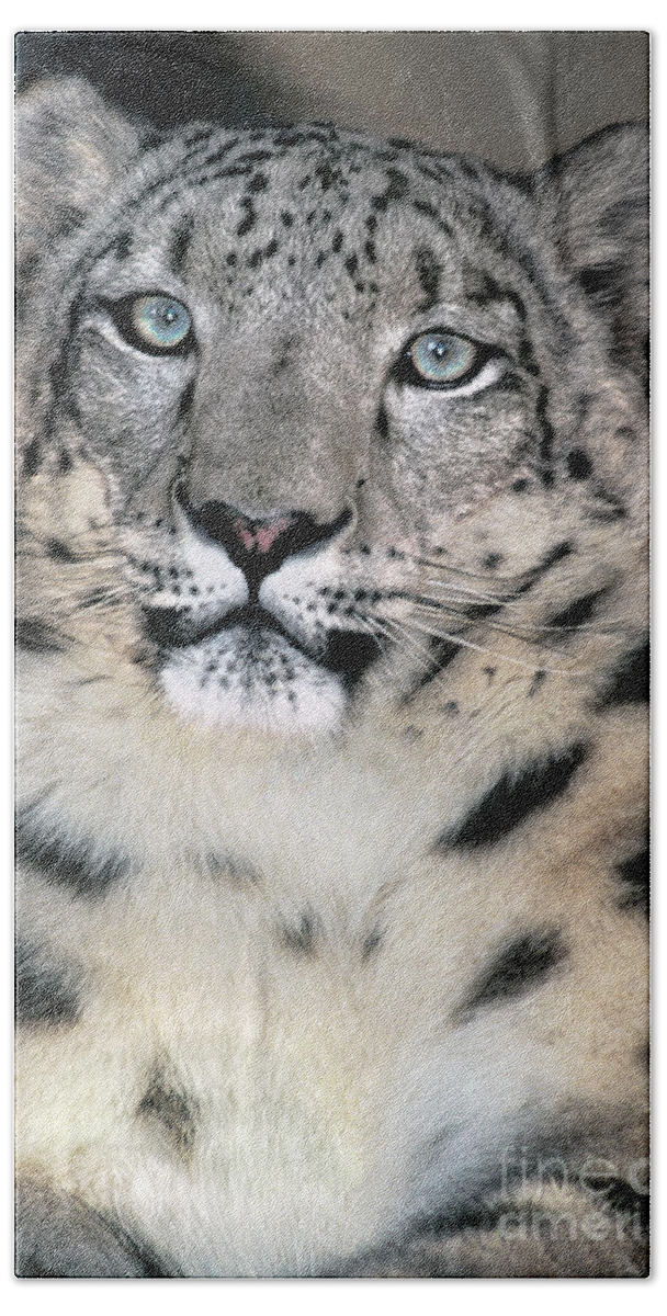 Snow Leopard Bath Towel featuring the photograph Snow Leopard Portrait Endangered Species Wildlife Rescue by Dave Welling