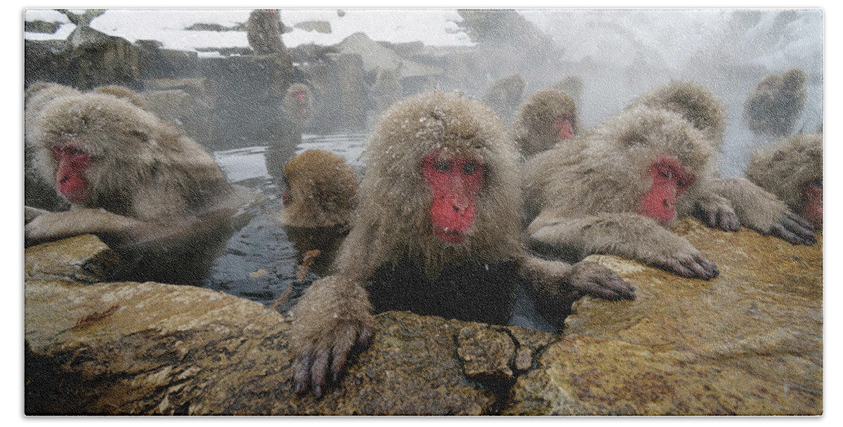 00481509 Bath Towel featuring the photograph Snow Monkeys Soaking by Hiroya Minakuchi