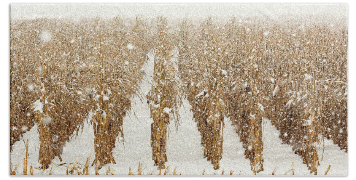 Corn Bath Towel featuring the photograph Snowy Corn Stalks by Todd Klassy