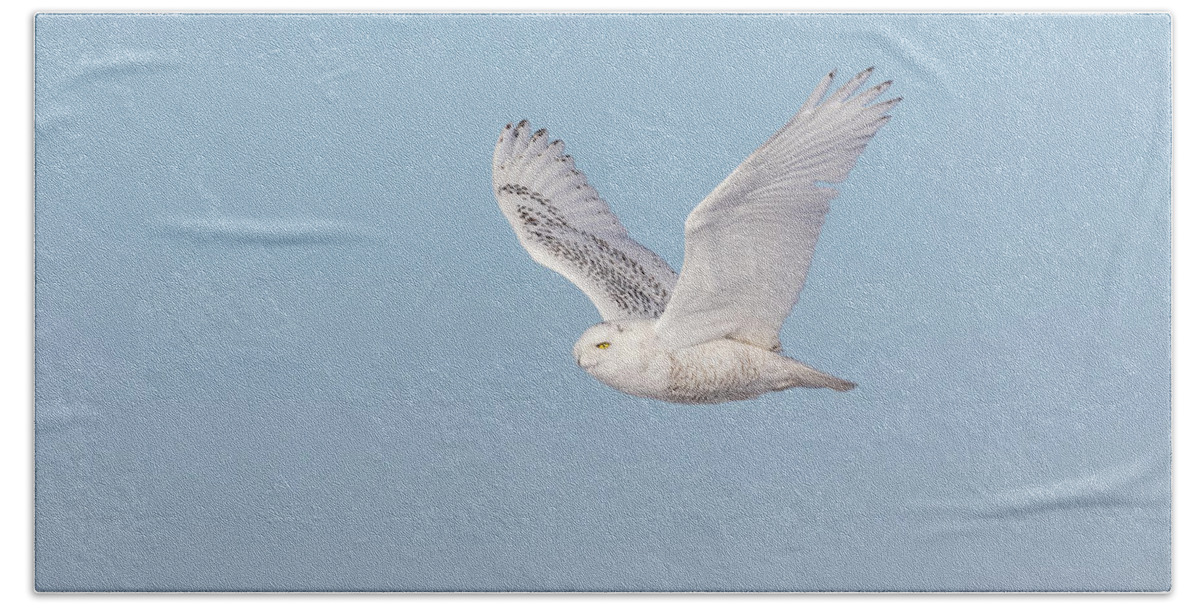 Snowy Owl (bubo Scandiacus) Hand Towel featuring the photograph Snowy Owl 2018-23 by Thomas Young