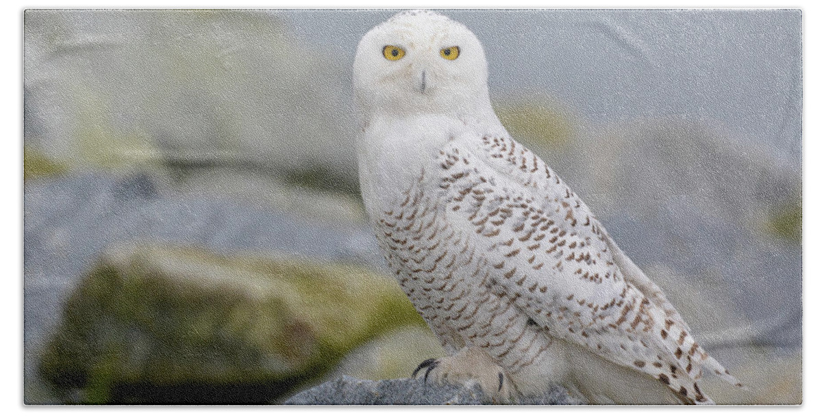 Owl Bath Towel featuring the photograph Snowy Owl by Joan Septembre