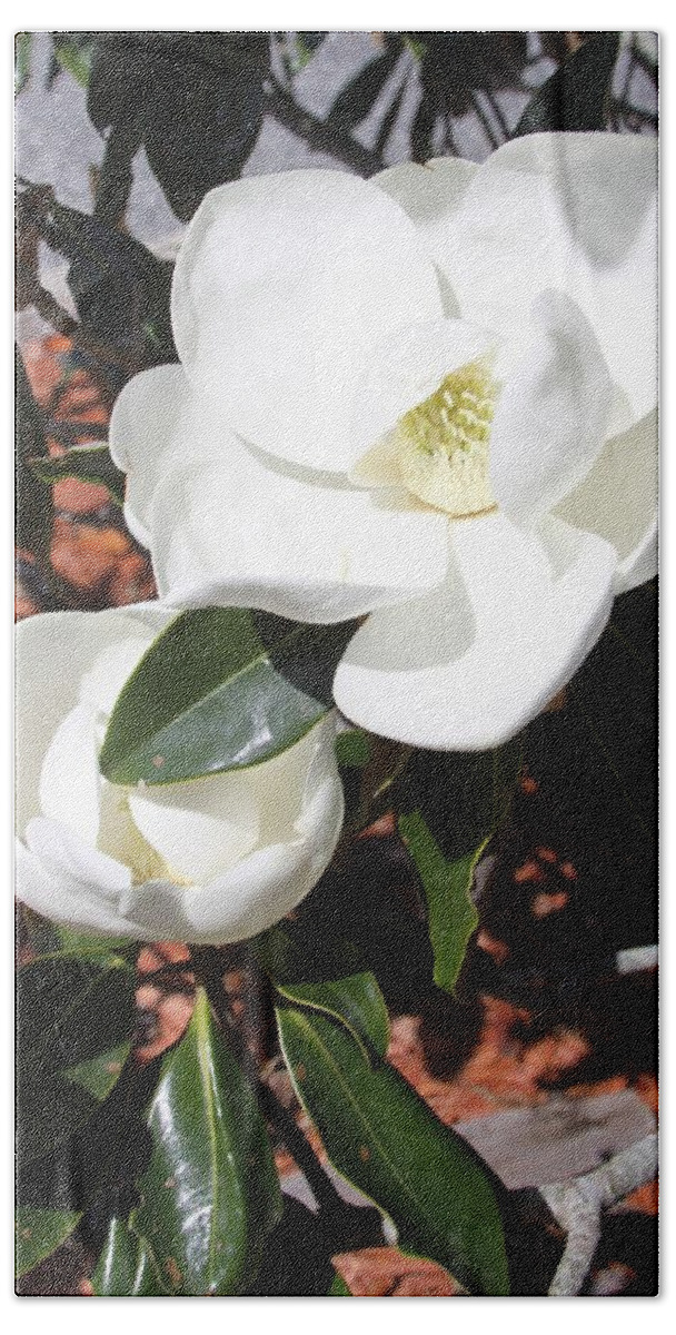 Snowy Hand Towel featuring the photograph Snowy White Gardenia Blossoms by Philip And Robbie Bracco