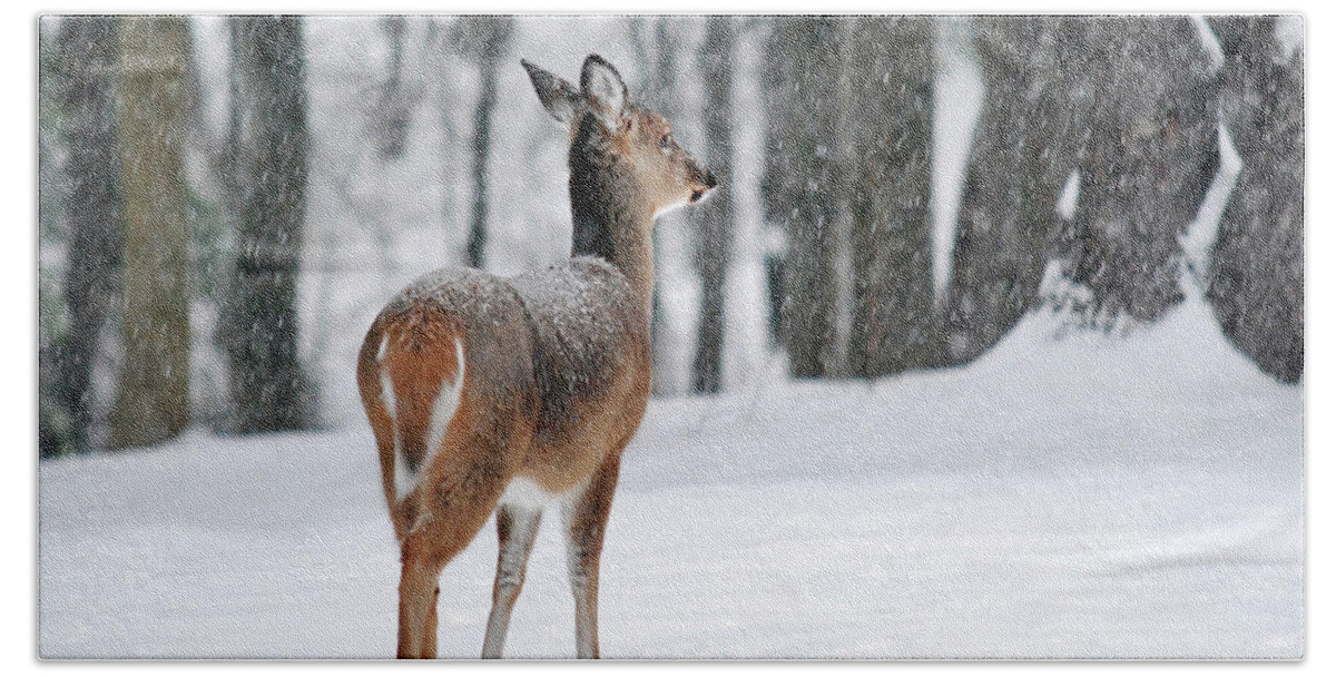 Deer Hand Towel featuring the photograph Snowy White Tail by Christina Rollo