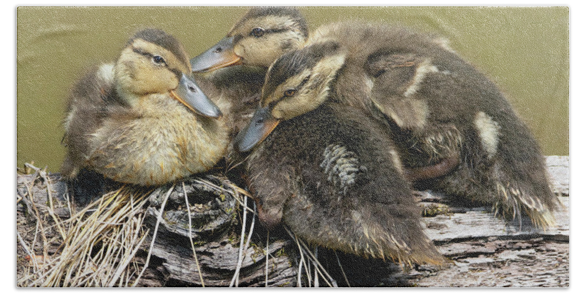 Duck Hand Towel featuring the photograph Snuggle Time by Art Cole