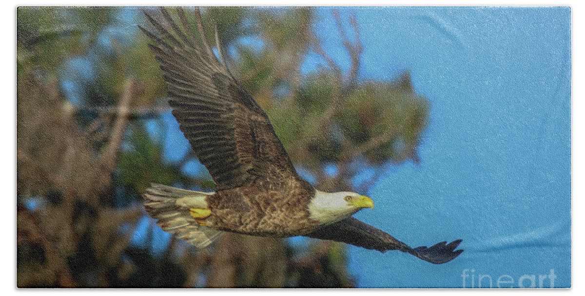 Eagle Bath Towel featuring the photograph Soaring Eagle by Tom Claud