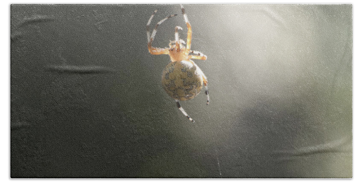 Animal Hand Towel featuring the photograph Spider by Paul Ross