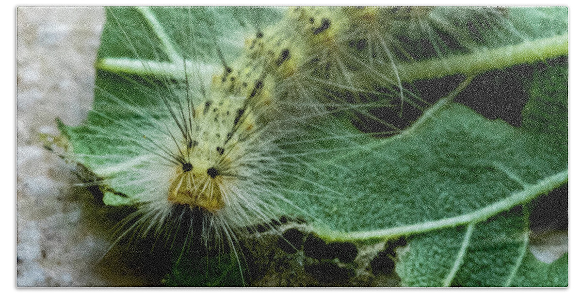 Caterpillar Hand Towel featuring the photograph Spike by Cathy Kovarik