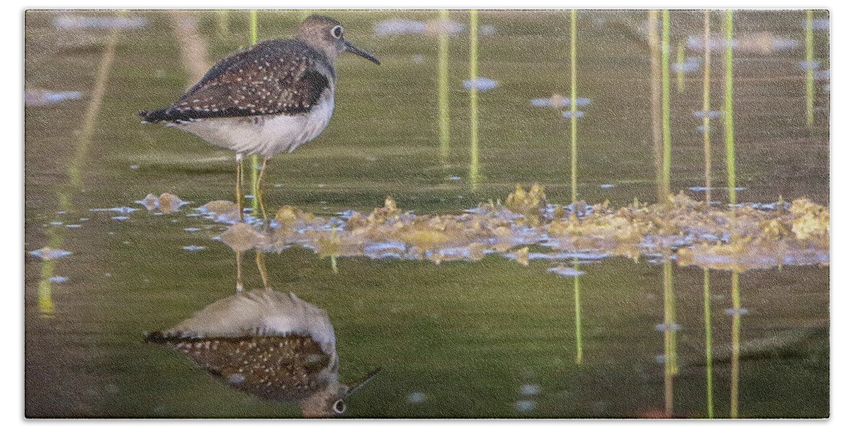 Sandpiper Bath Towel featuring the photograph Spotted Sandpiper Reflection by Tom Claud