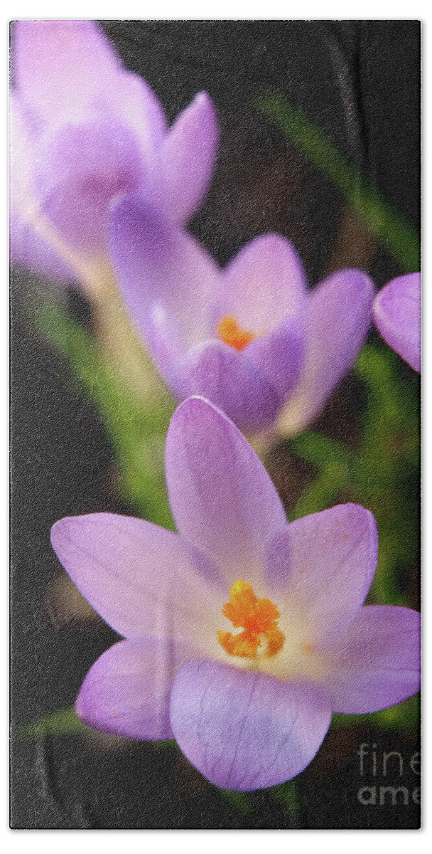 Color Bath Towel featuring the photograph Spring Crocus Flowers 8 by Dorothy Lee