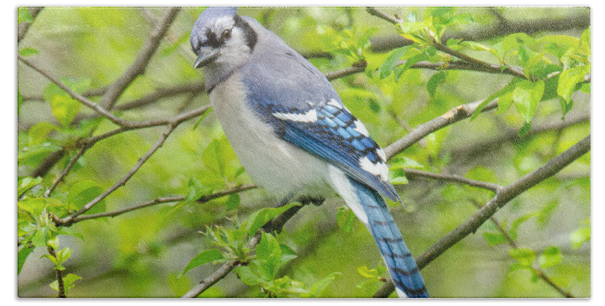 Bluejay Hand Towel featuring the photograph Springtime BlueJay by Kristin Hatt