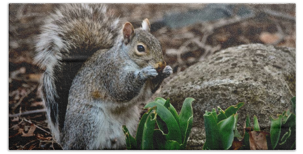Photography Bath Towel featuring the photograph Squirrel And His Dinner by Jeffrey PERKINS