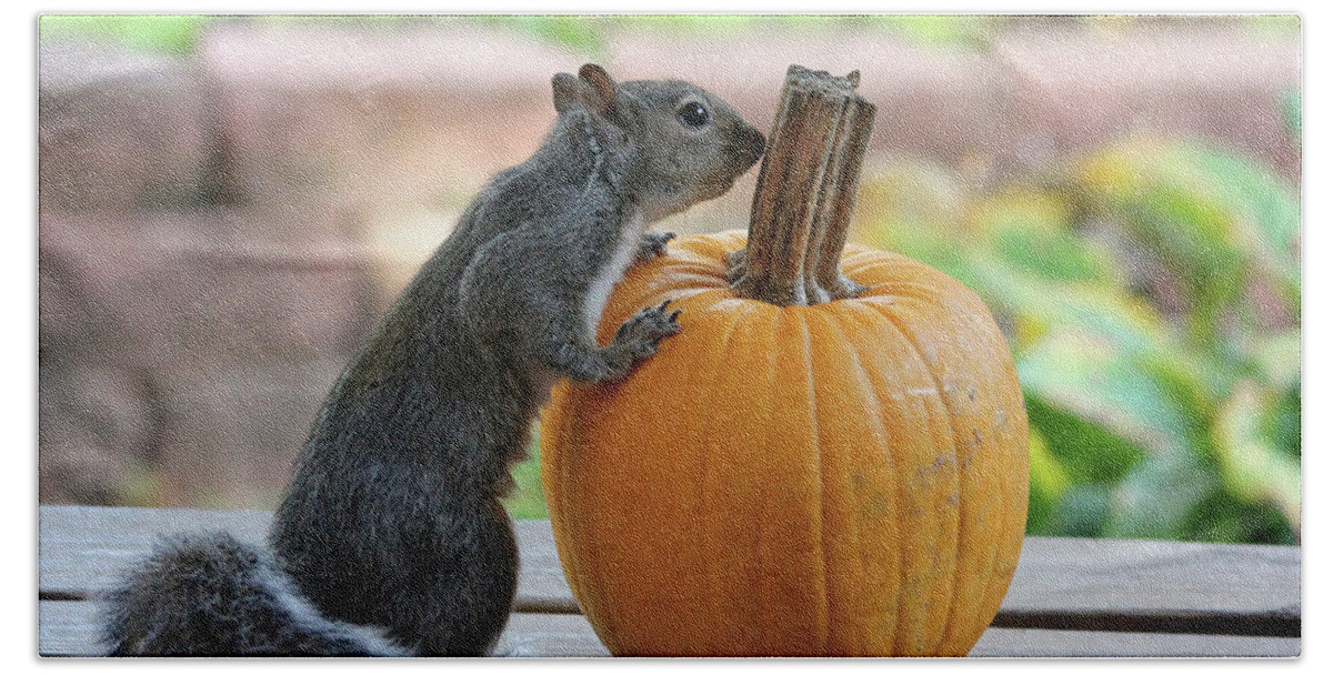 Wildlife Hand Towel featuring the photograph Squirrel and Pumpkin by Trina Ansel