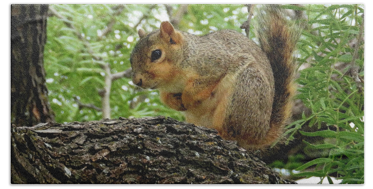 Squirrel Bath Towel featuring the photograph Squirrel In A Tree by David G Paul