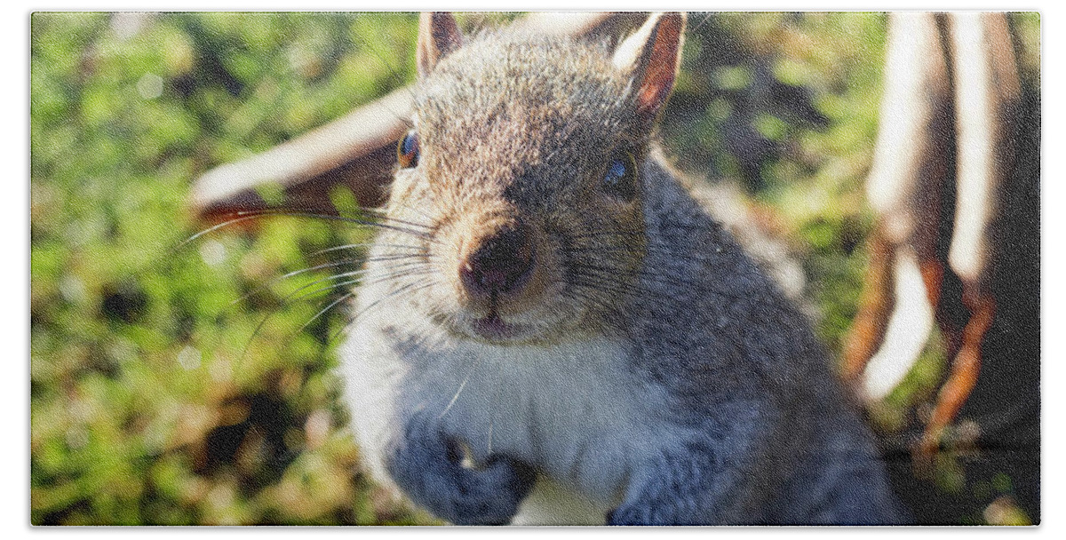 Nature Bath Towel featuring the photograph Squirrel portrait by Helga Novelli