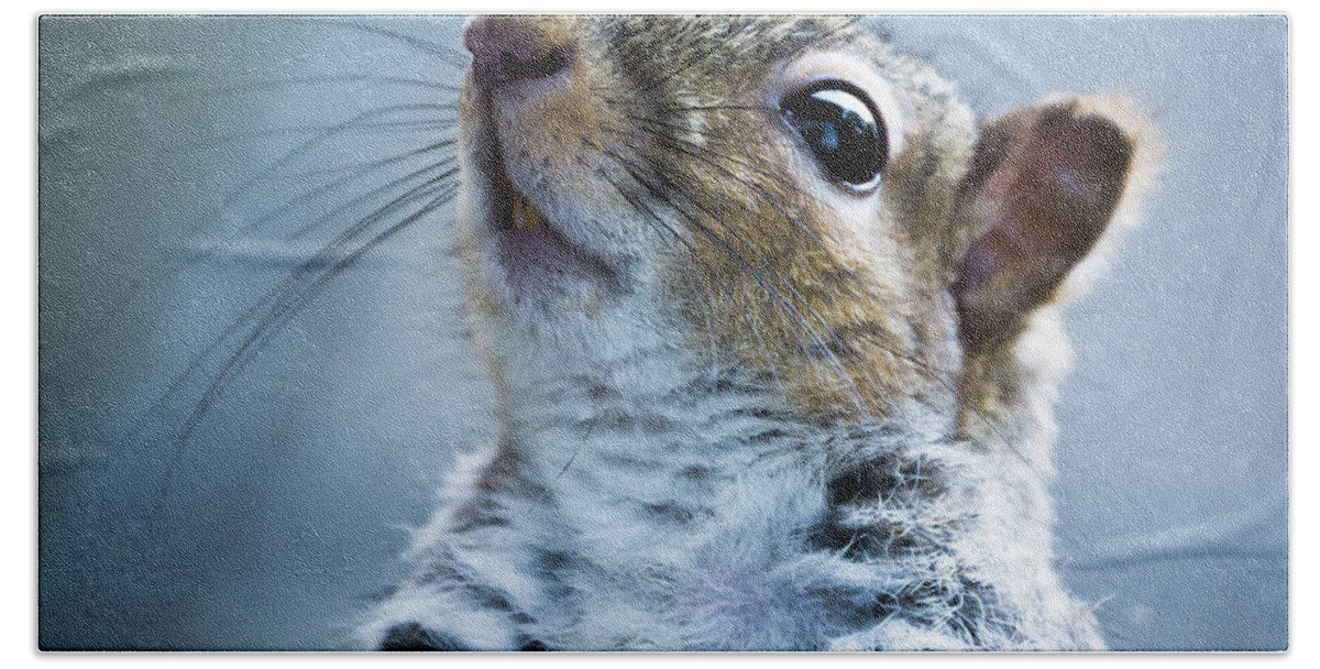 Animal Hand Towel featuring the photograph Squirrel with nose in the air by Scott Lyons