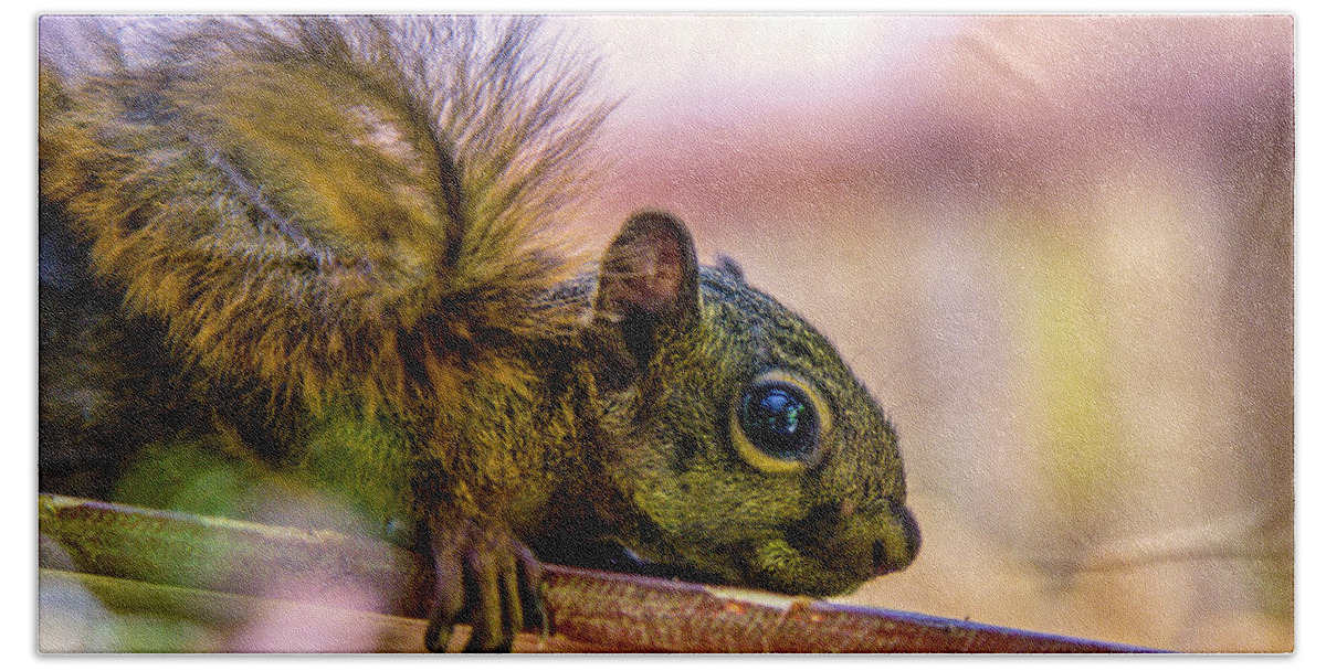 Squirrel Bath Towel featuring the photograph Squirrels Watchful Eye by Pheasant Run Gallery